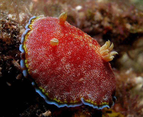 Chromodoris albopunctata